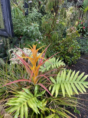 Tillandsia capitata (yellow form) — Vintage Green Farms with Tom